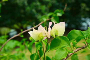 叶子花