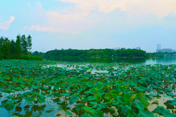 广州海珠湖