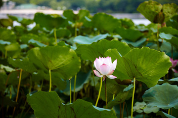 荷花池