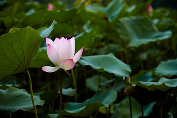 荷花池