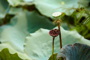 落日荷花池