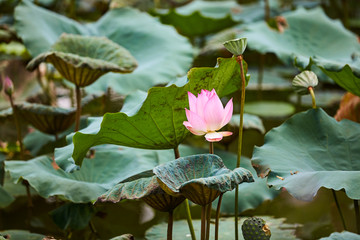 荷花池