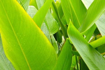 绿植背景