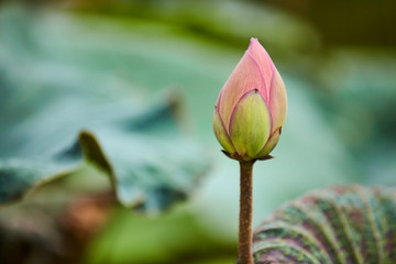 荷花莲花