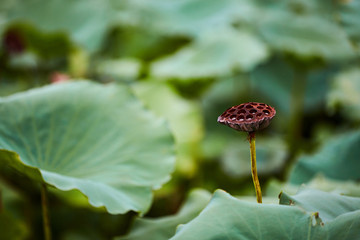 绿植背景