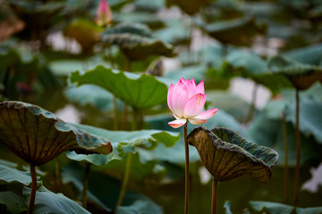 荷花池