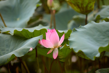 荷花池