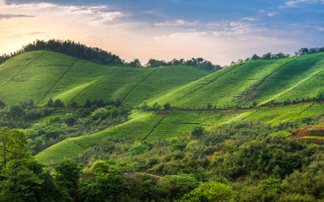 宁波南山茶场茶园