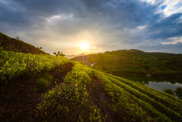 宁波南山茶场茶园