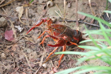 小龙虾