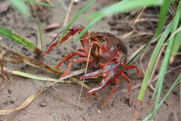 小龙虾