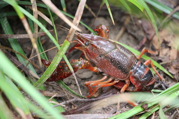 小龙虾