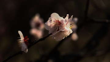 粉色的梅花