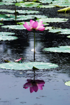 花卉