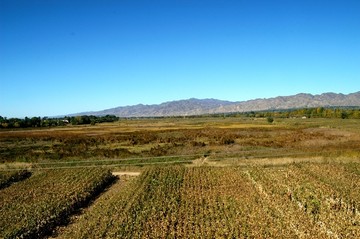 田野