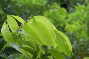 雨中嫩绿树叶特写