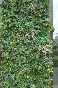 垂直绿化装饰墙