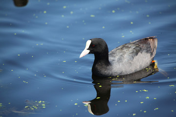 水鳥