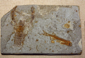 狼鳍鱼与奇异环足虾化石