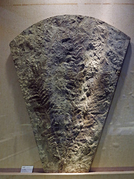 枝脉蕨化石