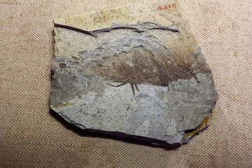 蜘蛛化石标本