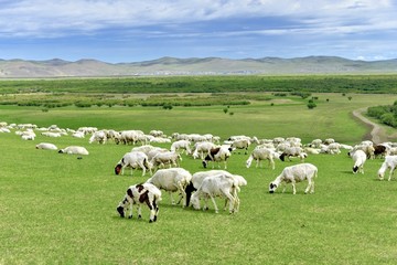 蒙古草原的羊群