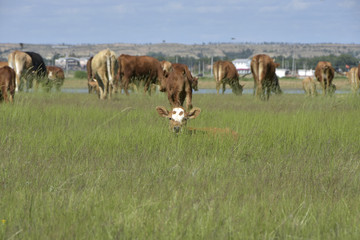 草原上卧着的牛犊