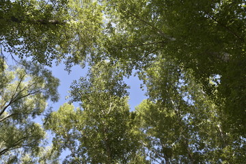 树林天空