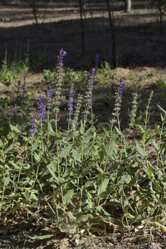 紫花野草