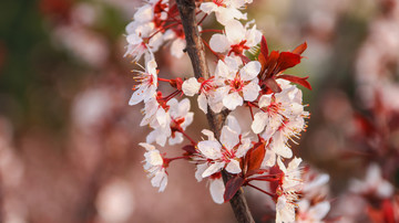 樱花特写摄影