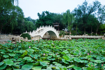 天津西沽公园