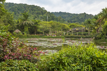 西双版纳野象谷热带雨林景区