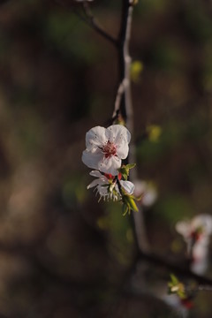 杏花开放