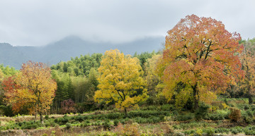 塔川秋色