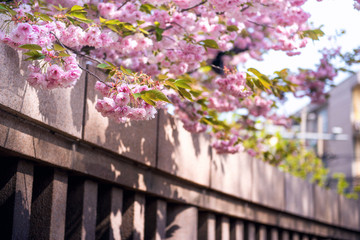 青岛盛开的樱花