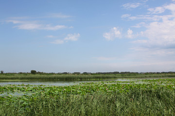 湿地