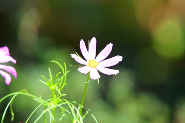 格桑花