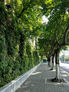 街头道路风景