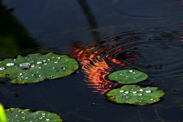 露水