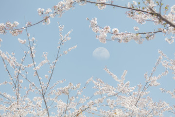 樱花伴月