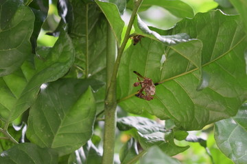 小蜂窝黄蜂