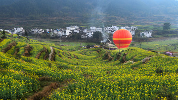 婺源江岭油菜花全景