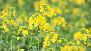 油菜花摄影