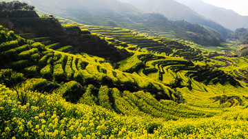 江西婺源油菜花