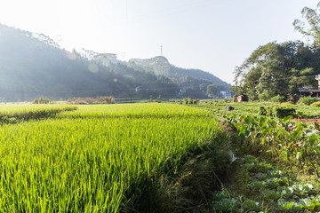 稻田