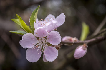 桃花特写