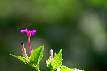 紫茉莉花朵特写