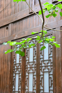 中式木窗和绿叶