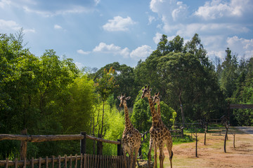 长颈鹿和树林
