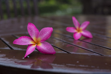 鸡蛋花